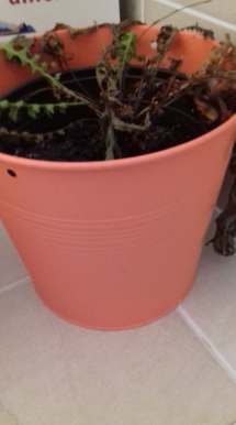 49774178_286956008681560_3168560664620826624_n